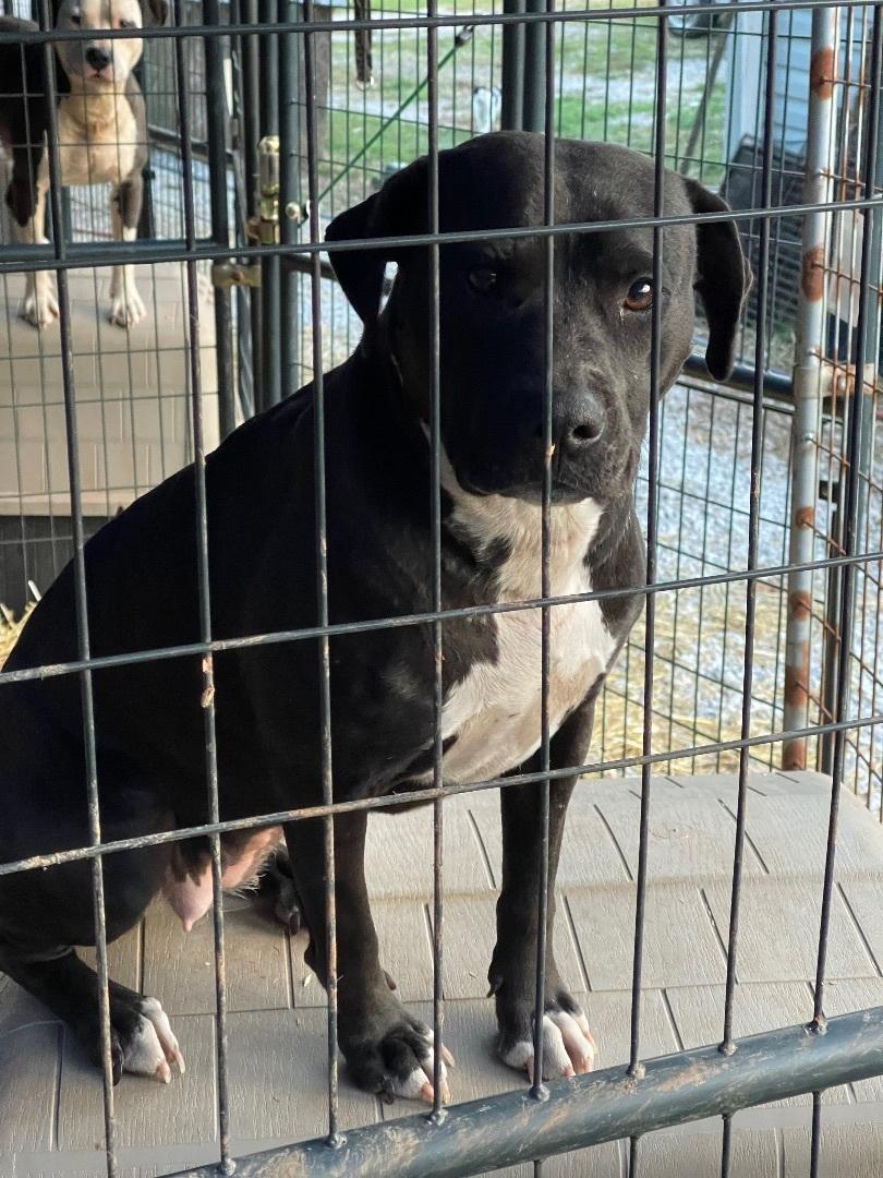 Pepper Ann, a Adoptable mixed breed in Elizabeth, WV image 3/4