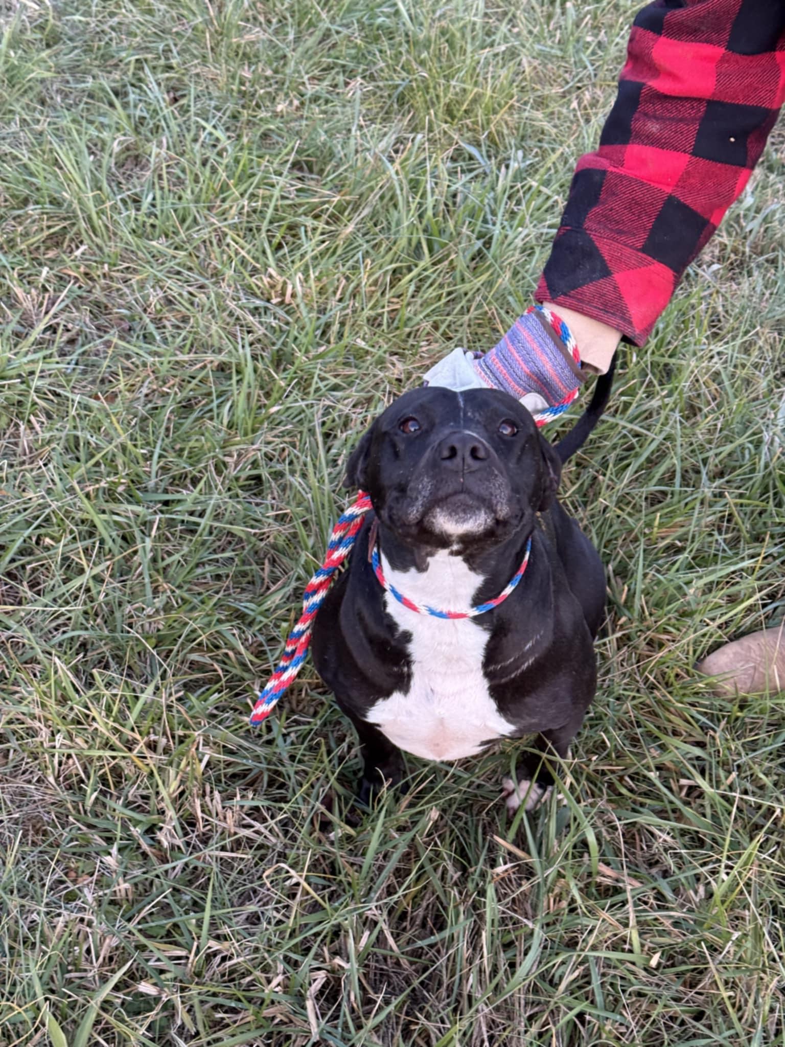 Pepper Ann, a Adoptable mixed breed in Elizabeth, WV image 4/4