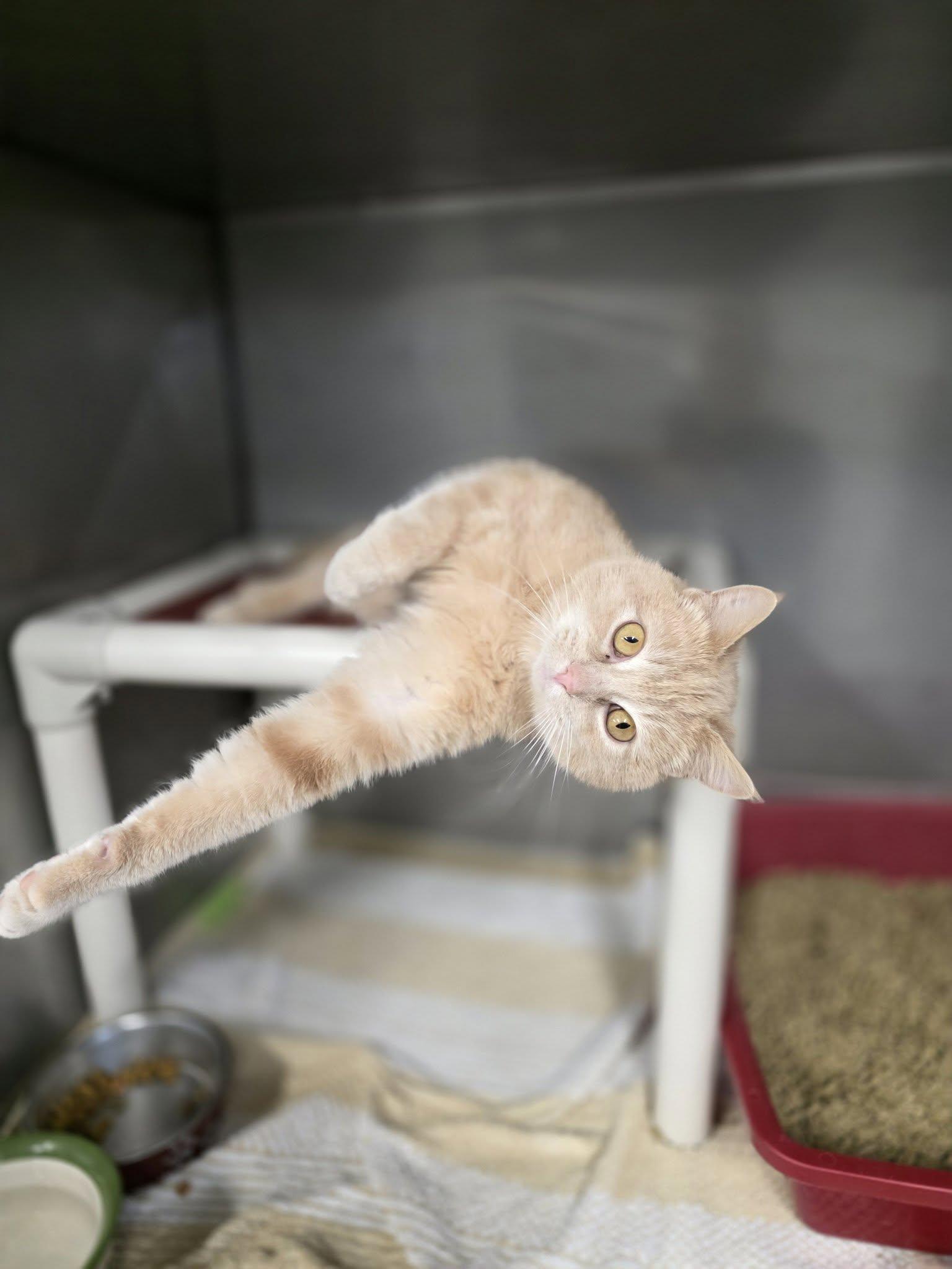 Sawyer, ADOPTABLE, Adult Male Domestic Short Hair.