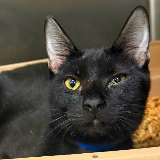 Espresso, Adoptable, Young Male Domestic Short Hair.