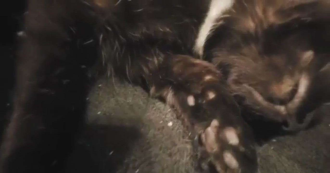 Enlarge Lilith, a Adopted Domestic Short Hair in Bendersville, PA video 1/4