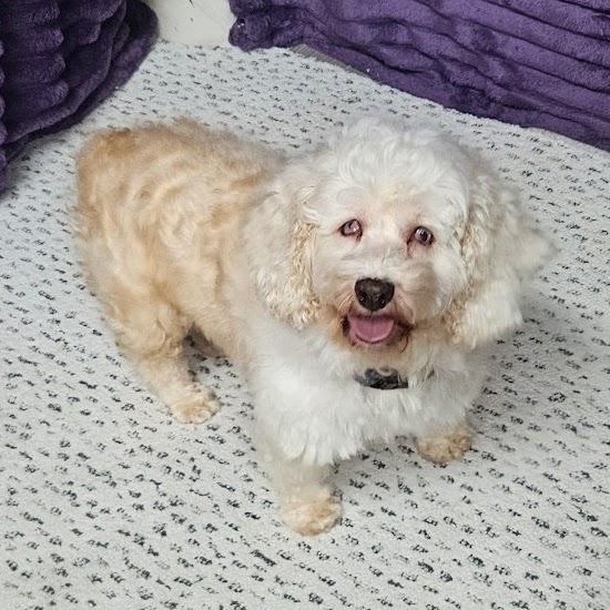 Enlarge Canyon-Foster Home Needed, a Adoptable mixed breed in Hartland, WI image 1/6