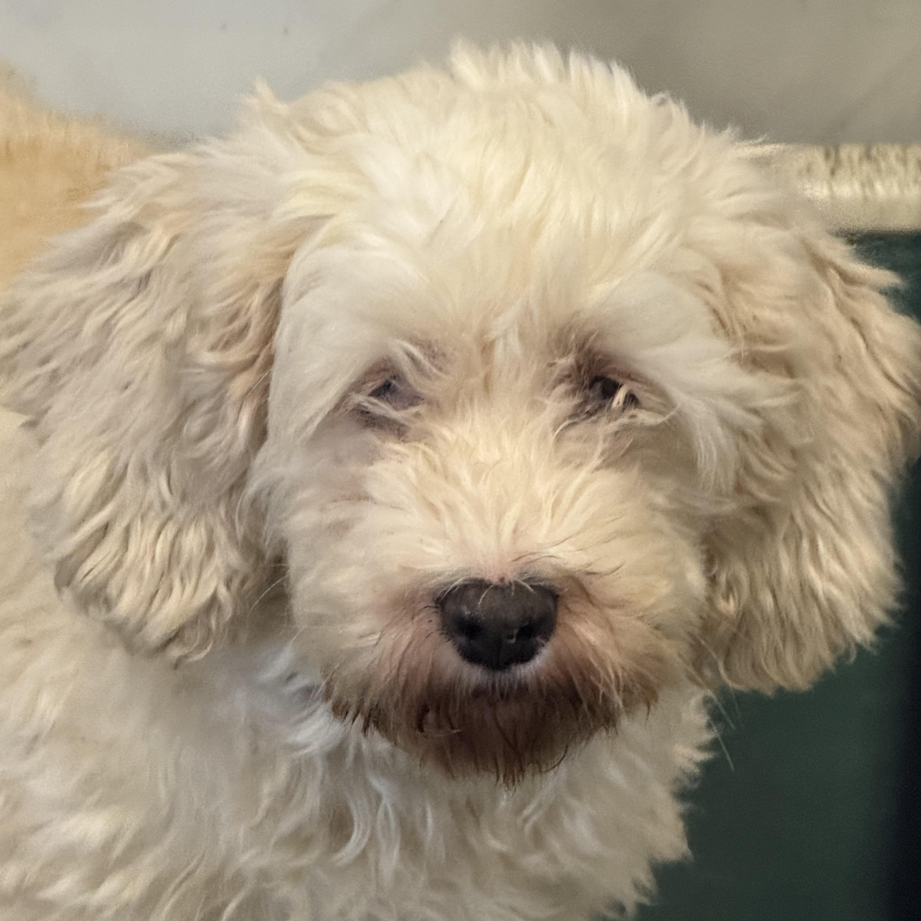Enlarge Canyon-Foster Home Needed, a Adoptable mixed breed in Hartland, WI image 5/6