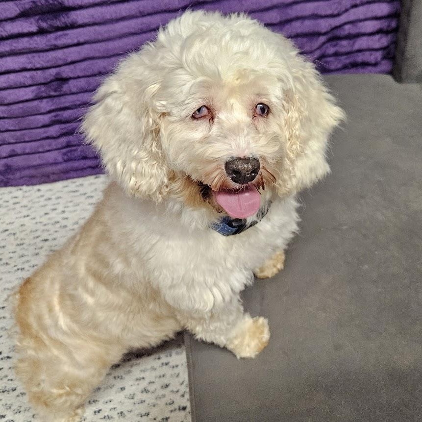 Enlarge Canyon-Foster Home Needed, a Adoptable mixed breed in Hartland, WI image 2/6