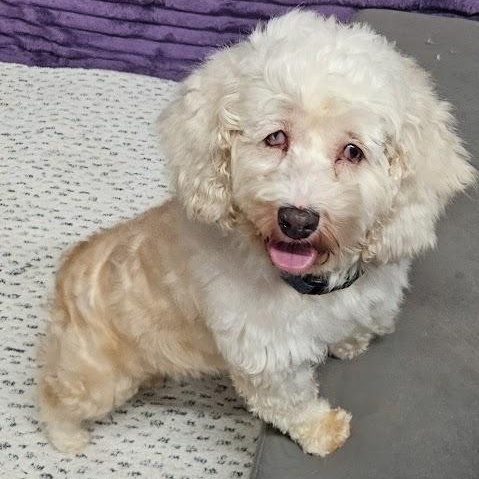 Enlarge Canyon-Foster Home Needed, a Adoptable mixed breed in Hartland, WI image 3/6