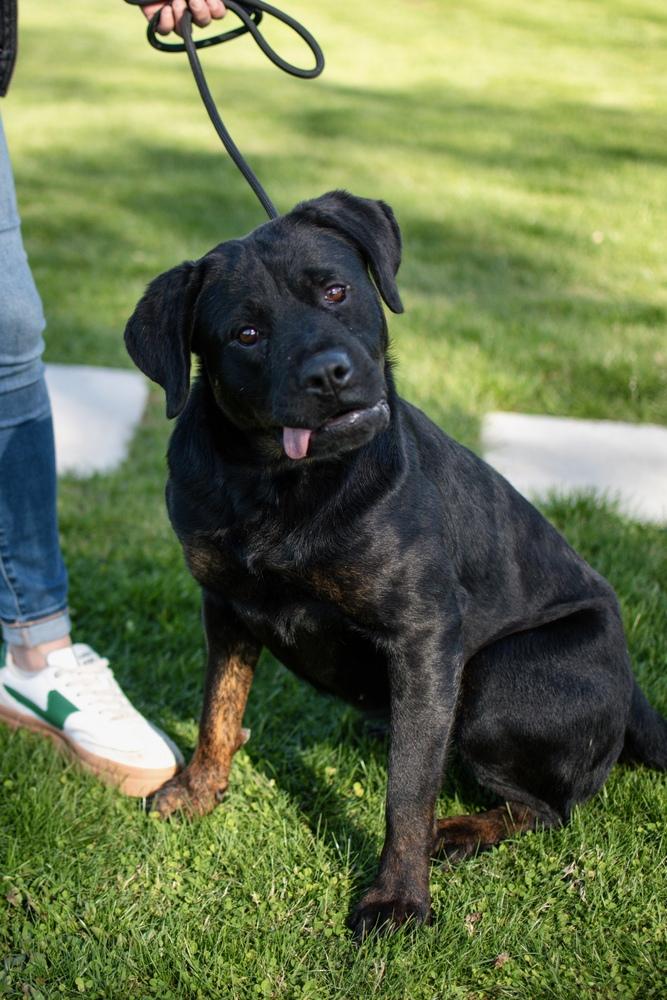 Scottie, Adoptable, Young Female Rottweiler & Labrador Retriever.
