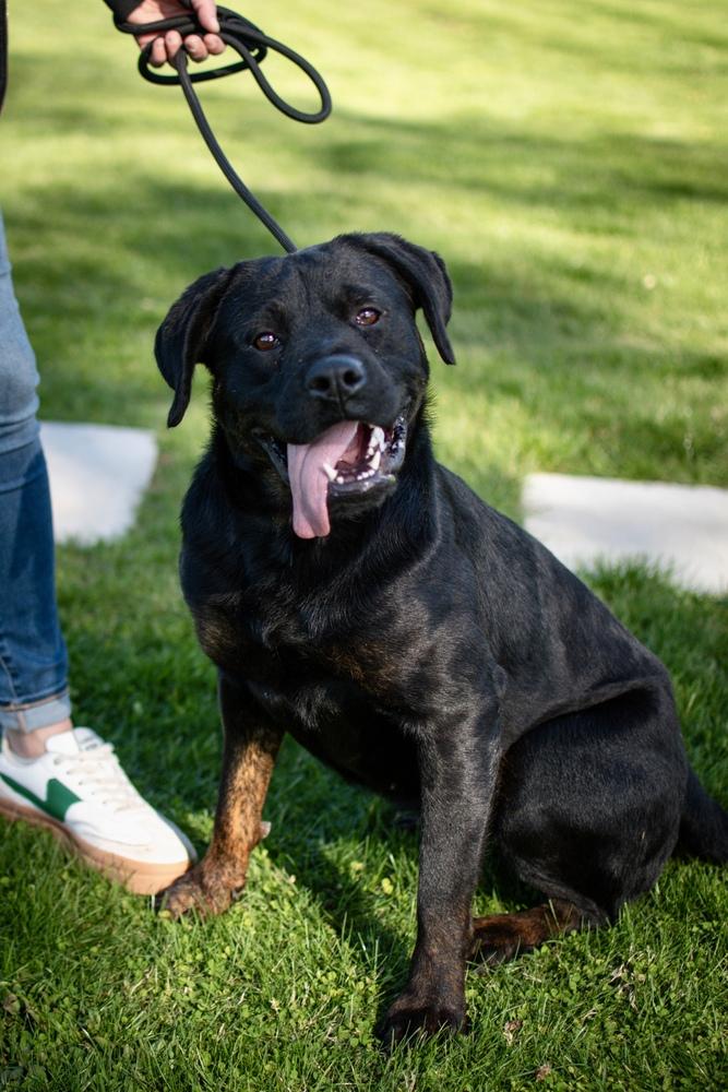 Scottie, a Adoptable mixed breed in Frankfort, NY image 2/5