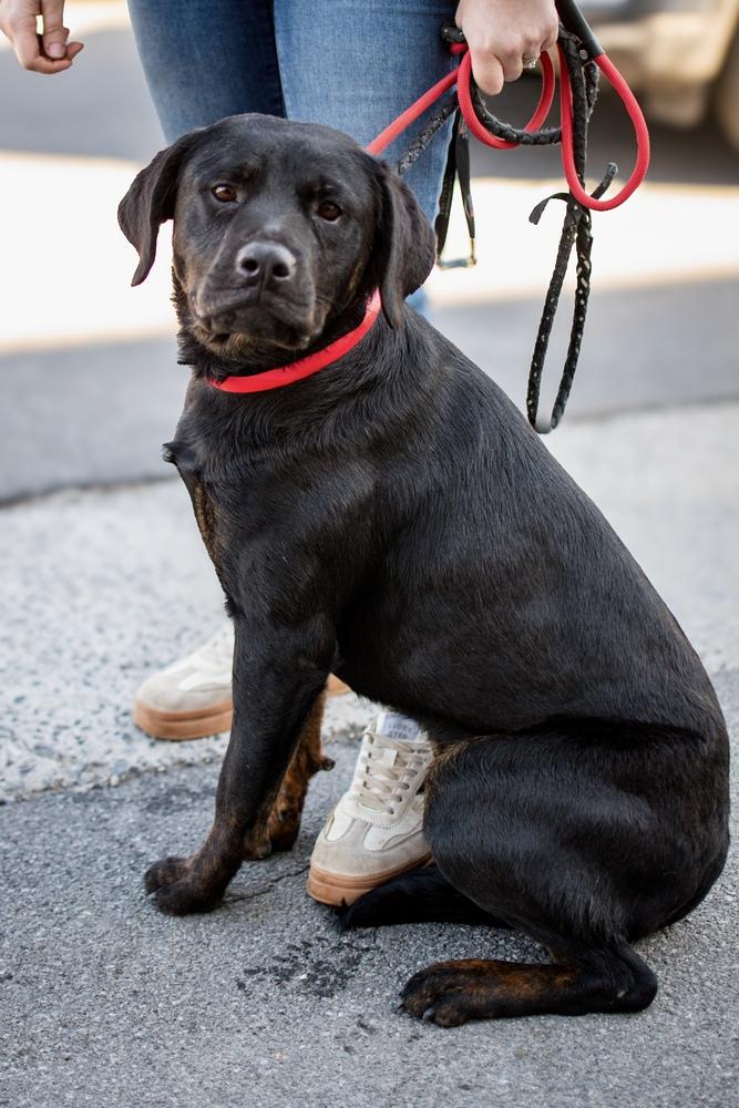 Scottie, a Adoptable mixed breed in Frankfort, NY image 3/5