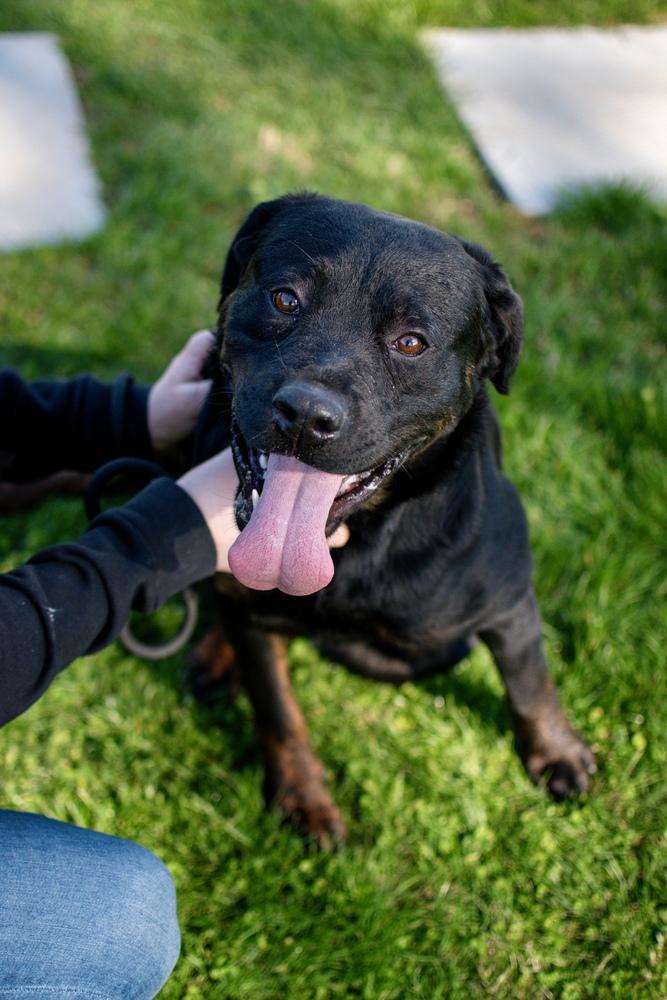 Scottie, a Adoptable mixed breed in Frankfort, NY image 4/5