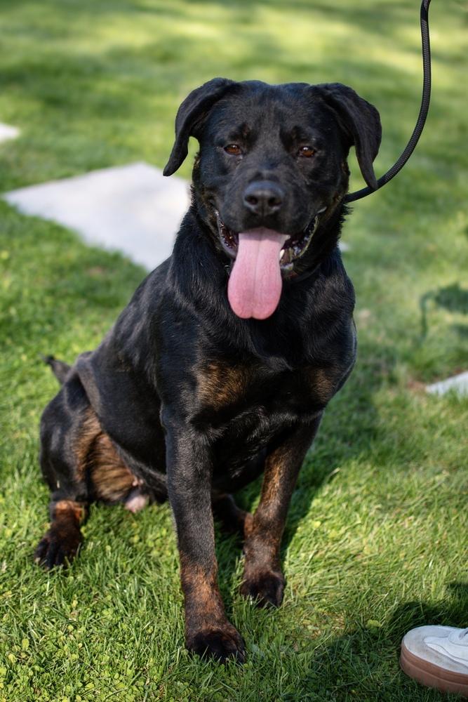 Scottie, a Adoptable mixed breed in Frankfort, NY image 5/5