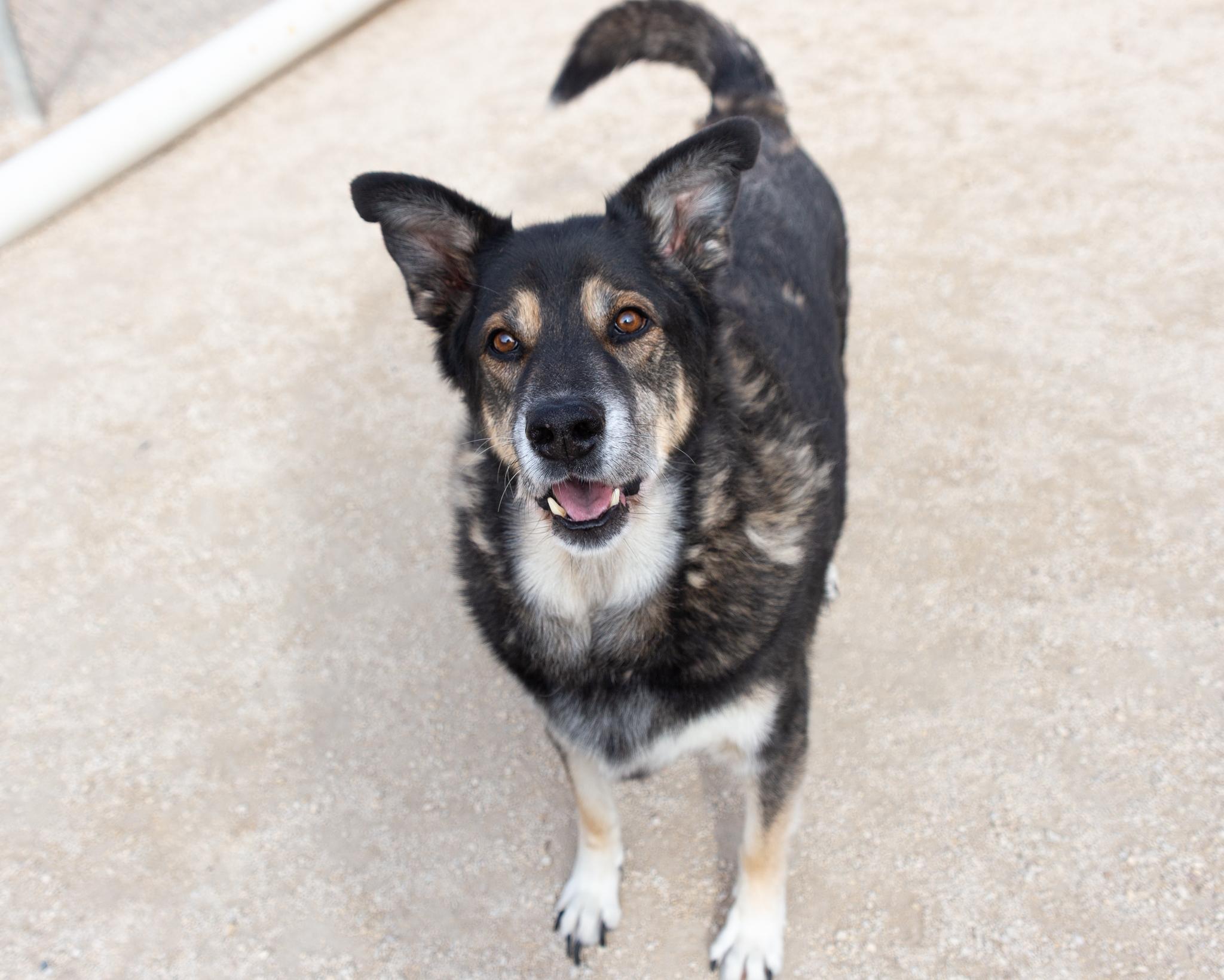 Dedric, an adoptable German Shepherd Dog in Winnipeg, MB, R3E 3N8 | Photo Image 3