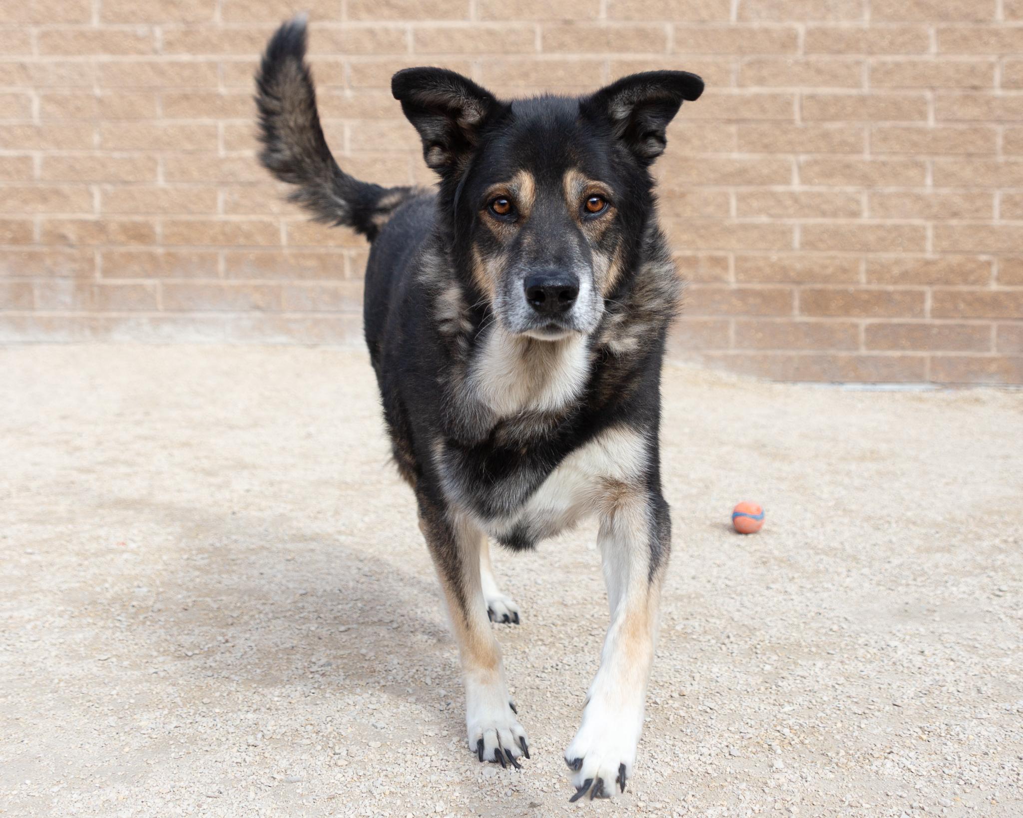 Dedric, an adoptable German Shepherd Dog in Winnipeg, MB, R3E 3N8 | Photo Image 2