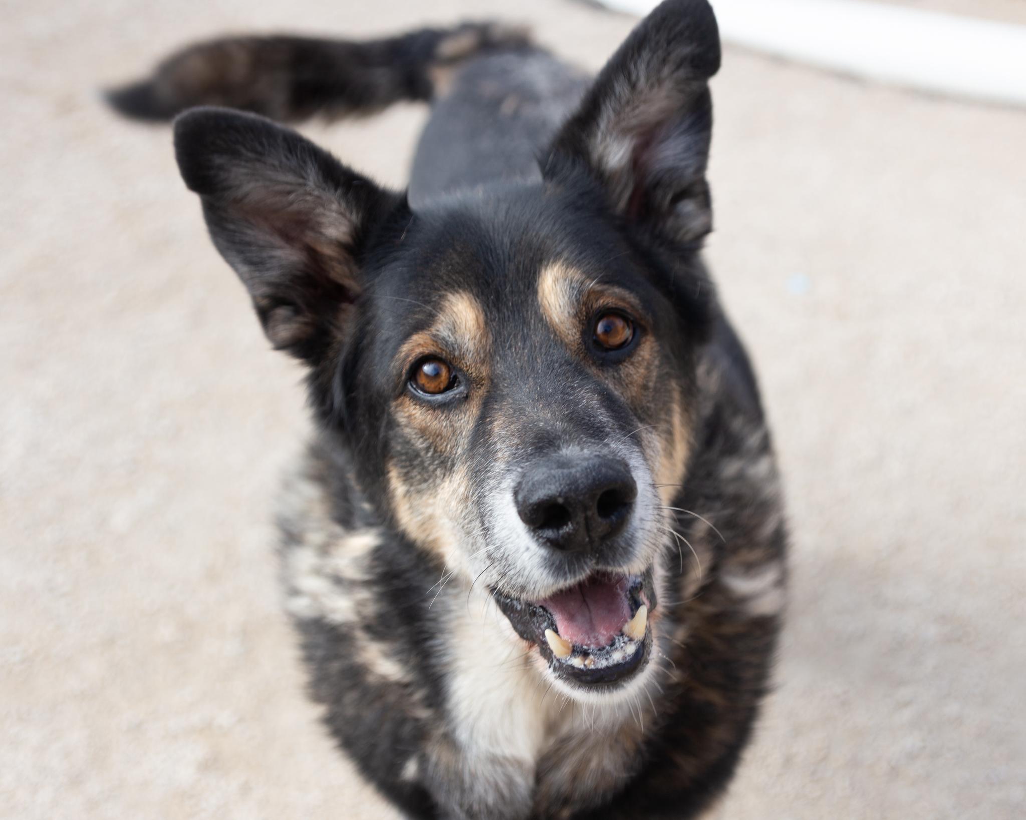 Dedric, an adoptable German Shepherd Dog in Winnipeg, MB, R3E 3N8 | Photo Image 1