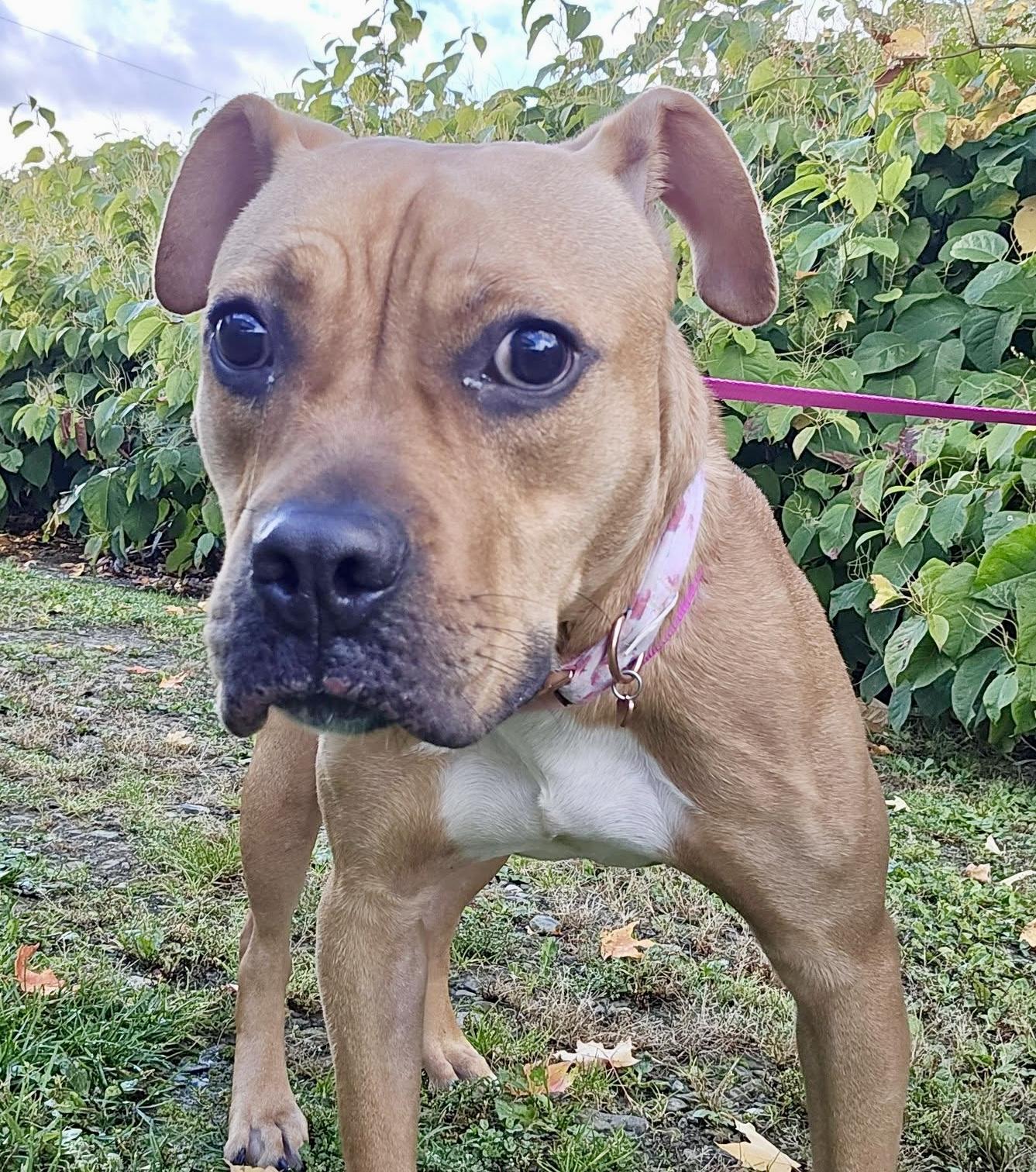 Enlarge Willow Courtesy Listing, a Adoptable Mixed Breed in Westfield, NY image 2/4