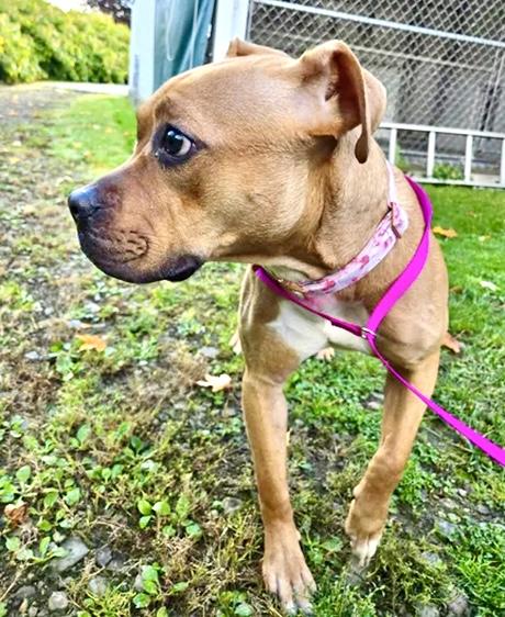 Enlarge Willow Courtesy Listing, a Adoptable Mixed Breed in Westfield, NY image 3/4