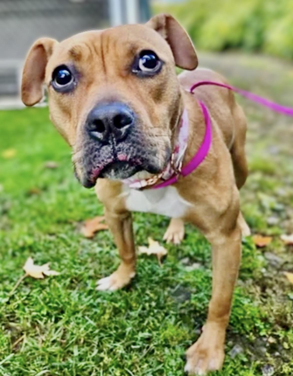 Enlarge Willow Courtesy Listing, a Adoptable Mixed Breed in Westfield, NY image 1/4