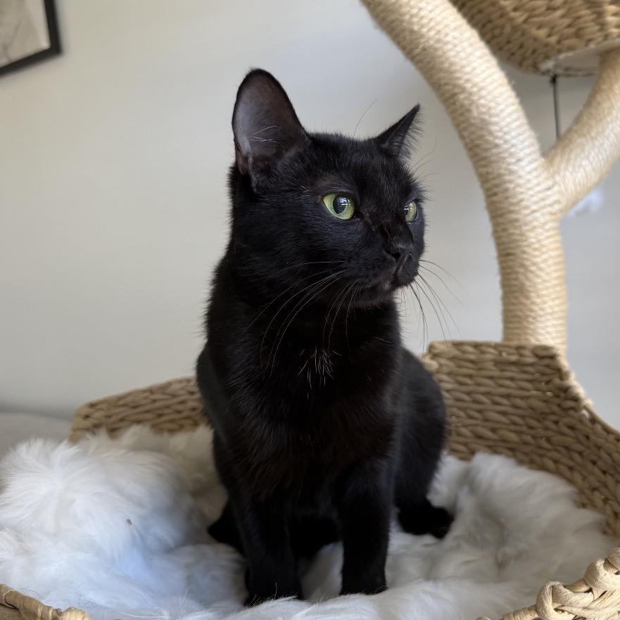 Ash, Adoptable, Young Female Domestic Short Hair.