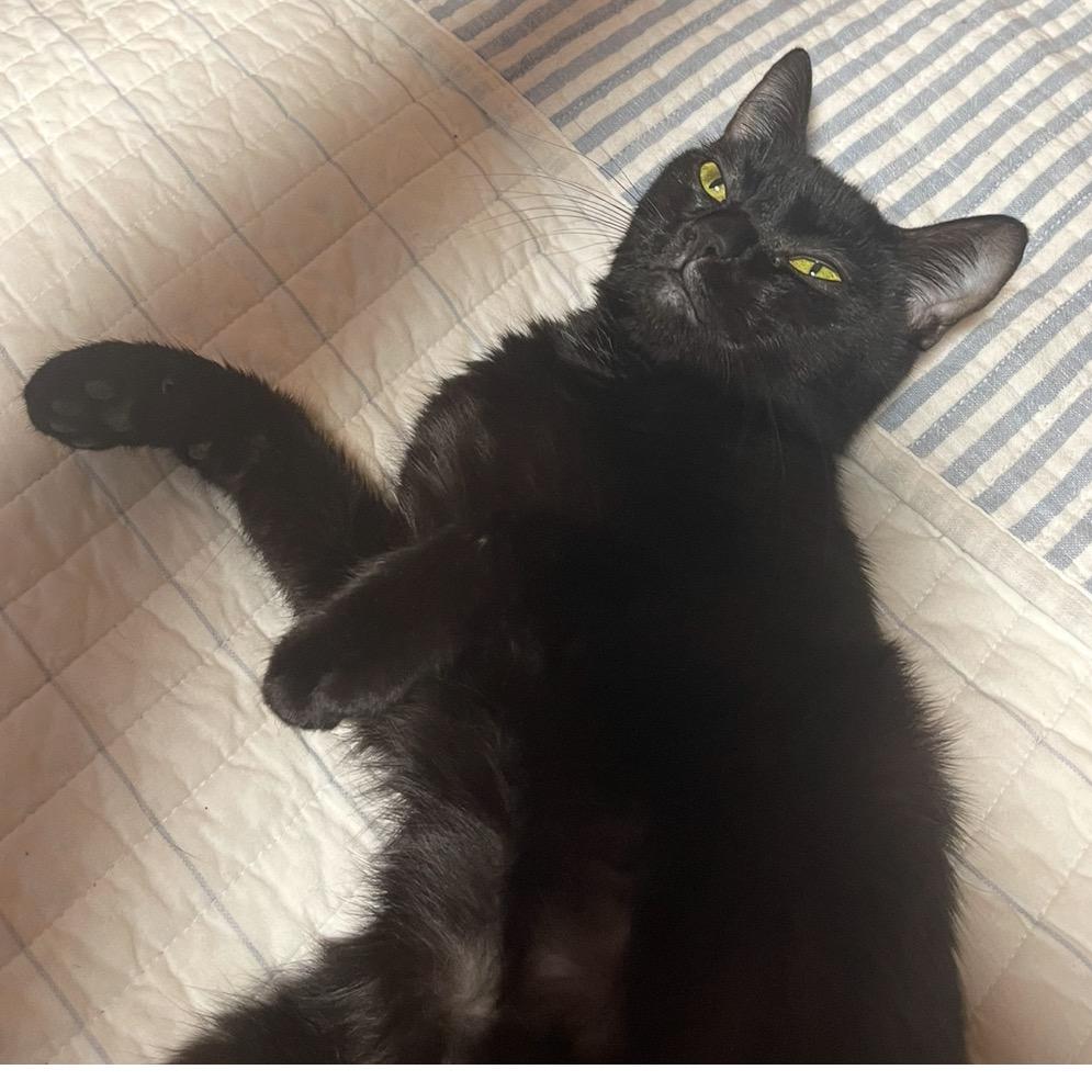 Ash, a Adoptable Domestic Short Hair in Chattanooga, TN image 3/6