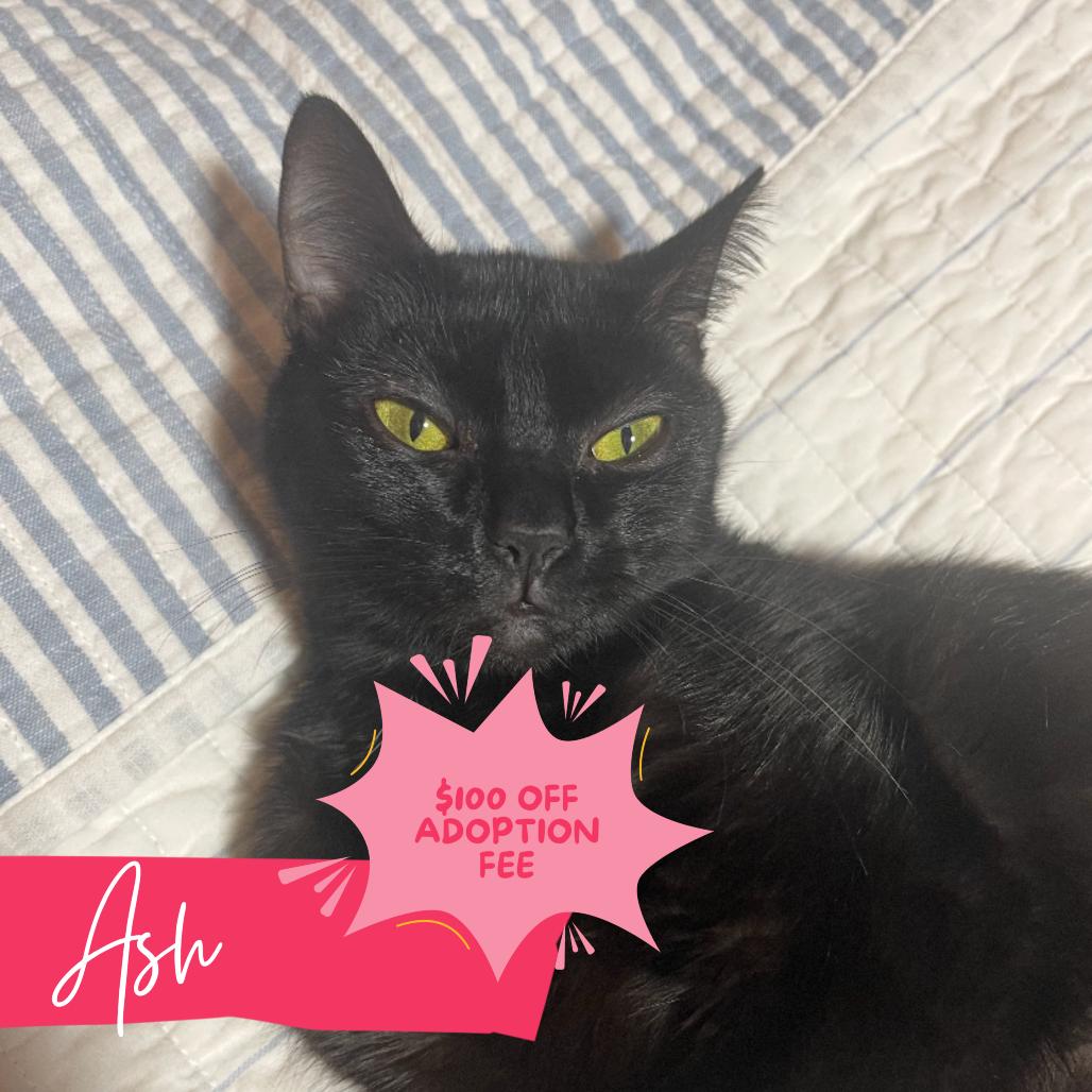 Ash, a Adoptable Domestic Short Hair in Chattanooga, TN image 2/6