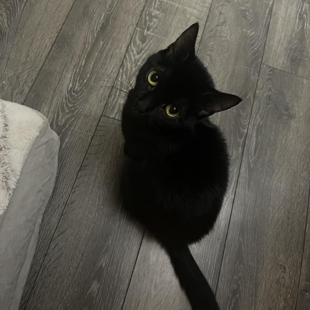 Ash, a Adoptable Domestic Short Hair in Chattanooga, TN image 4/6