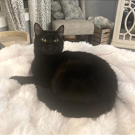 Ash, a Adoptable Domestic Short Hair in Chattanooga, TN image 5/6