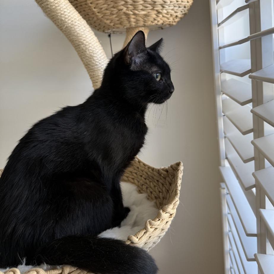 Ash, a Adoptable Domestic Short Hair in Chattanooga, TN image 6/6