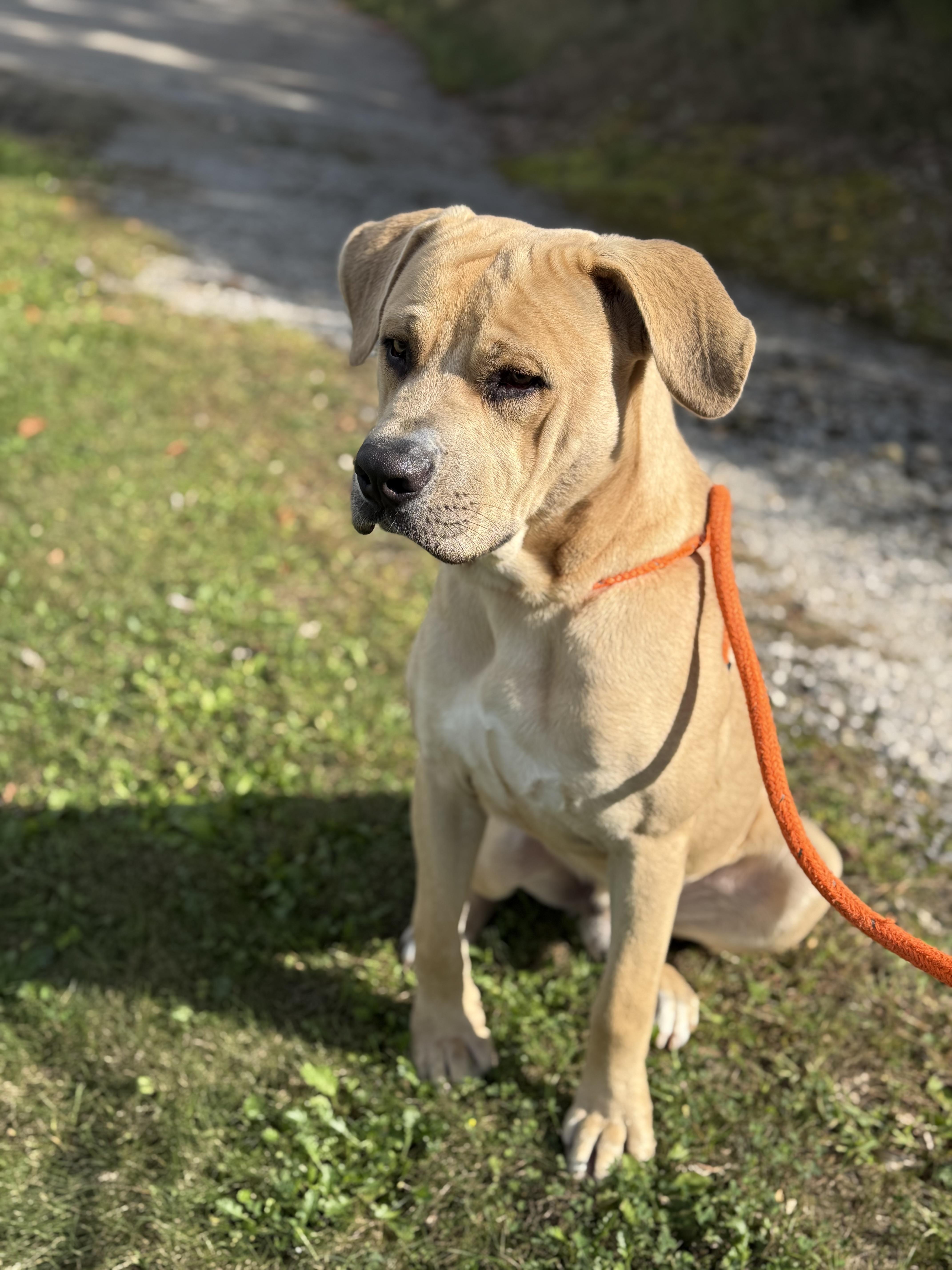 Manny, Adopted, Young Male Mastiff.