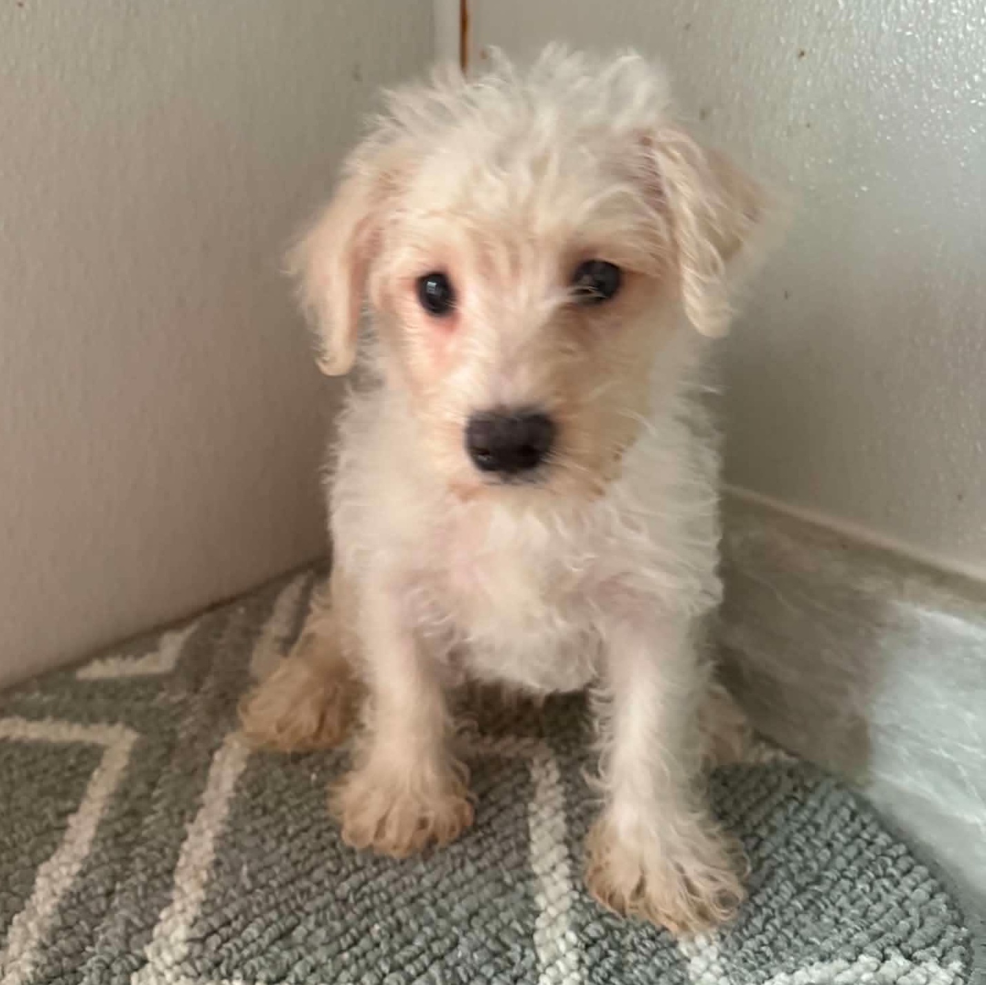 Enlarge WESTIE-POO, a ADOPTABLE mixed breed in Woodsfield, OH image 1/1