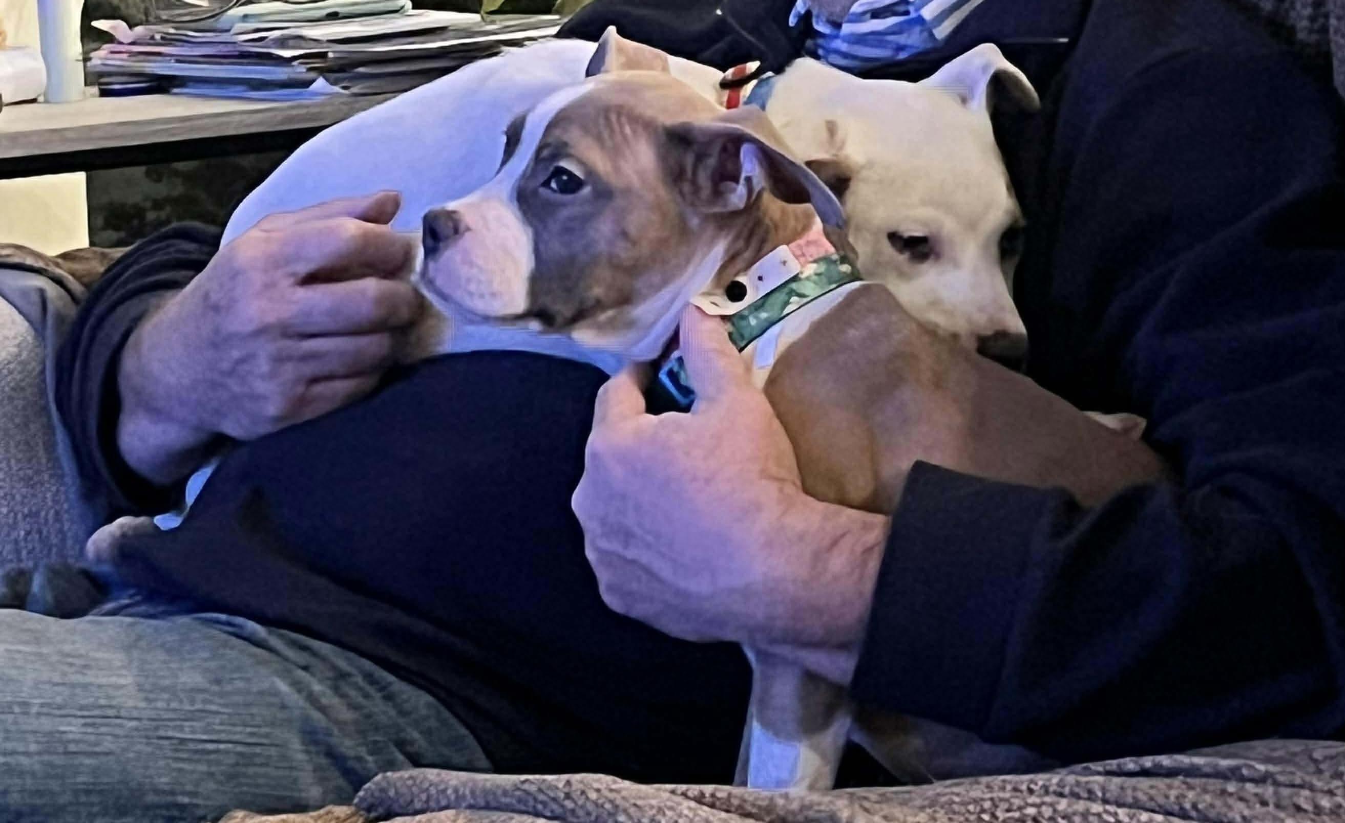 Zari, Adopted, Young Female Boxer.