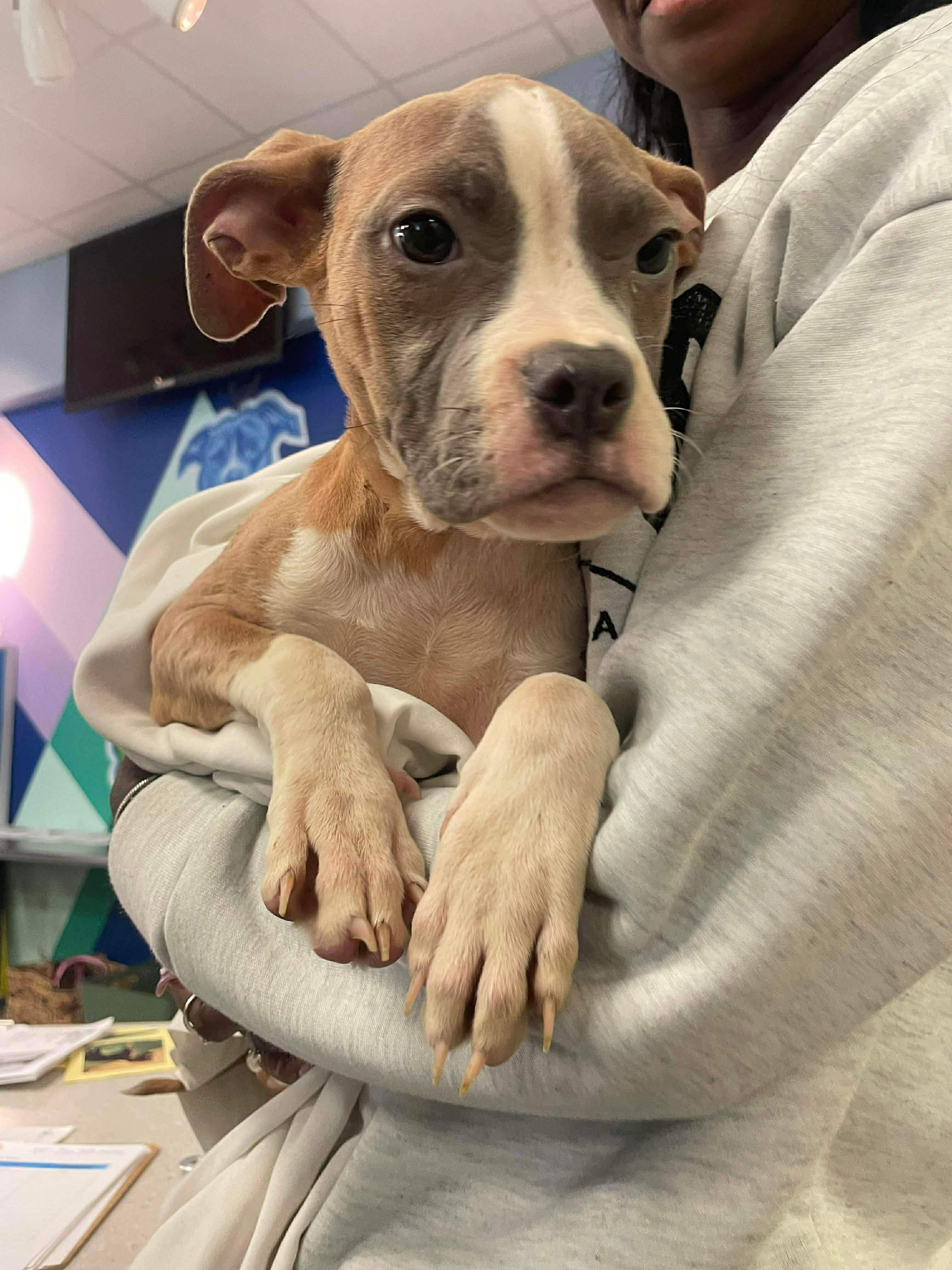 Enlarge Zari, a Adopted mixed breed in Stahlstown, PA image 2/4