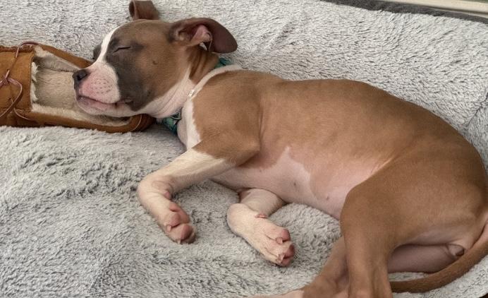 Enlarge Zari, a Adopted mixed breed in Stahlstown, PA image 3/4