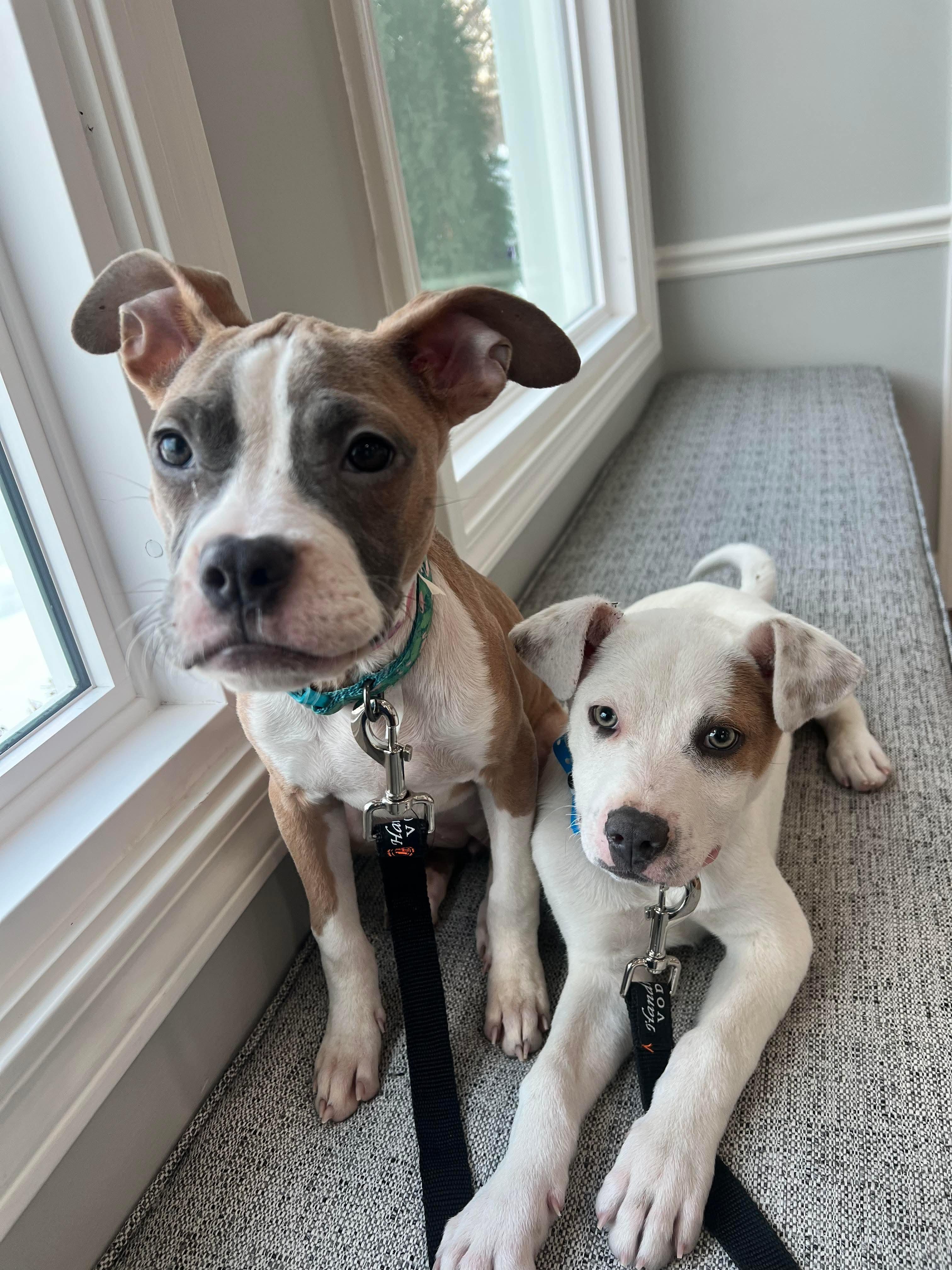 Zari, Adopted, Young Female Boxer.