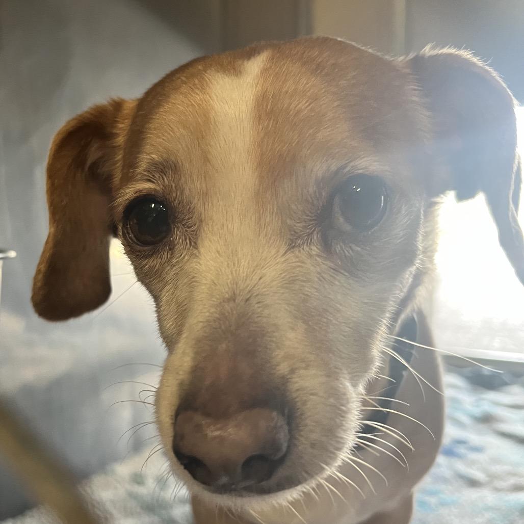 Annie, Adoptable, Adult Female Beagle.