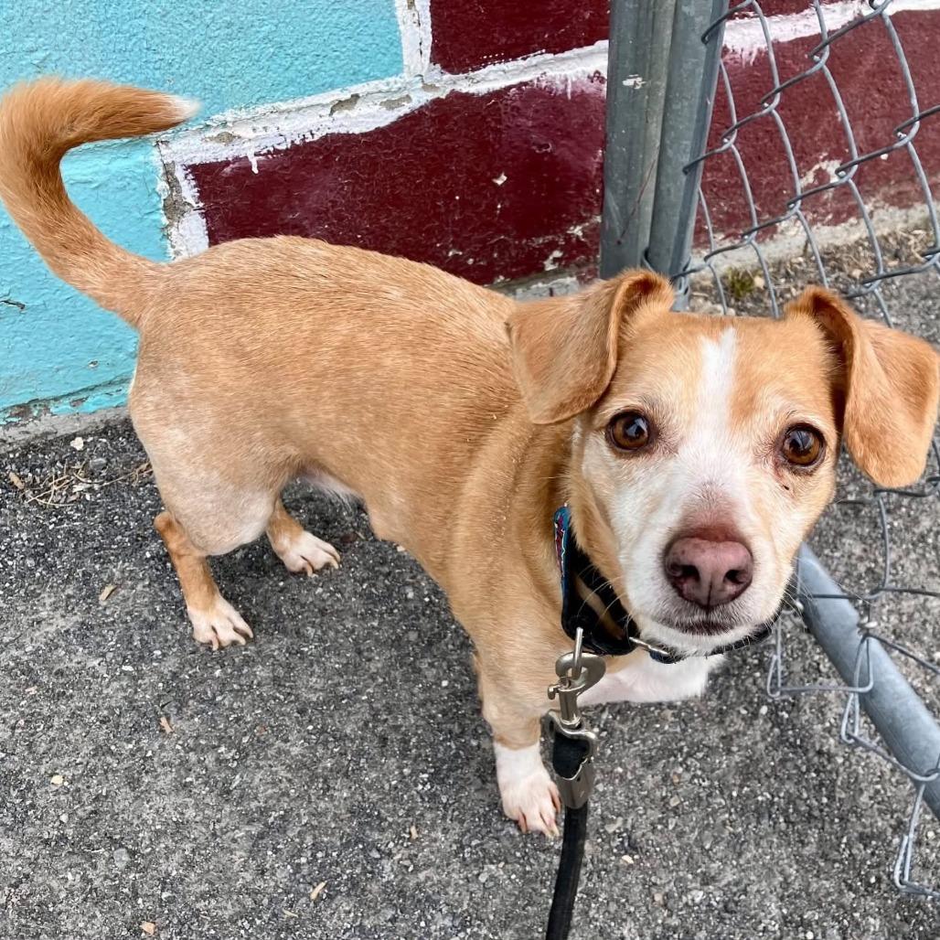 Enlarge Annie, a Adoptable Beagle in Saugerties, NY image 2/2