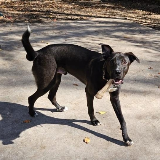 Cole, a Adoptable mixed breed in Houston, TX image 3/4