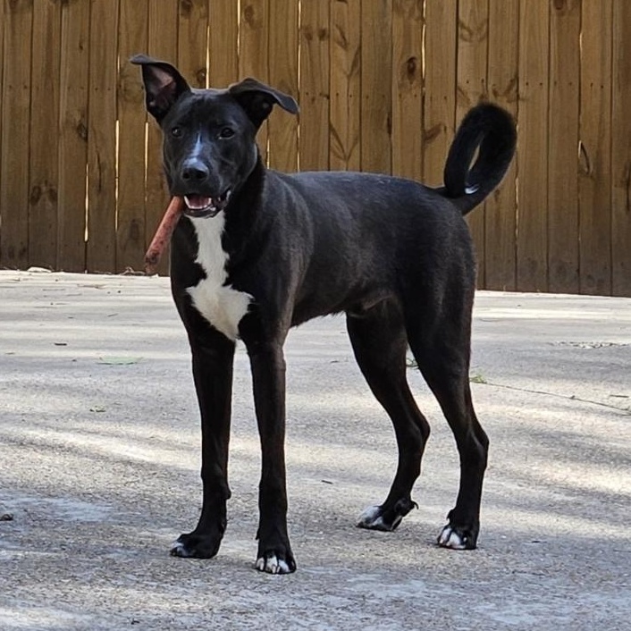 Cole, a Adoptable mixed breed in Houston, TX image 1/4