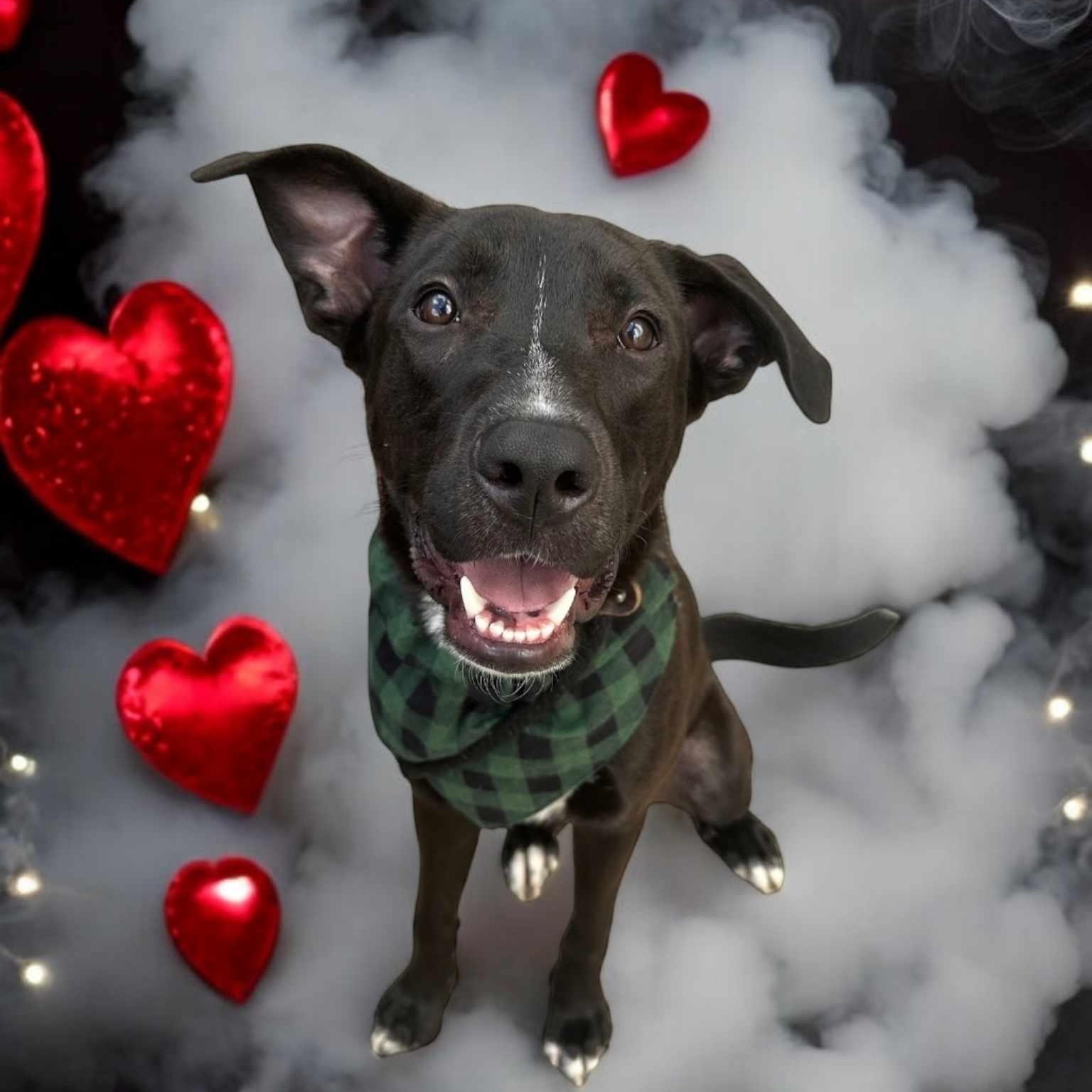 Cole, a Adoptable mixed breed in Houston, TX image 4/4