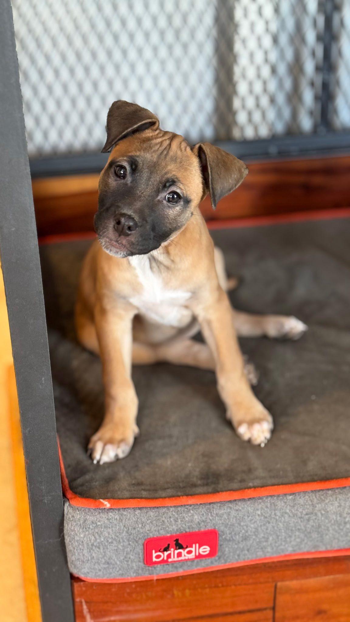 Enlarge Crunch, an adopted mixed breed in Riverdale, NJ image 3/6