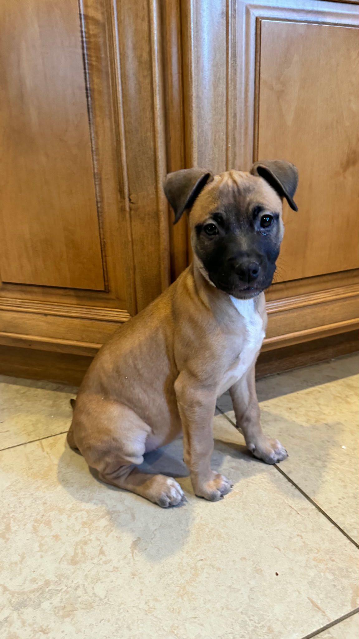 Enlarge Crunch, an adopted mixed breed in Riverdale, NJ image 1/6