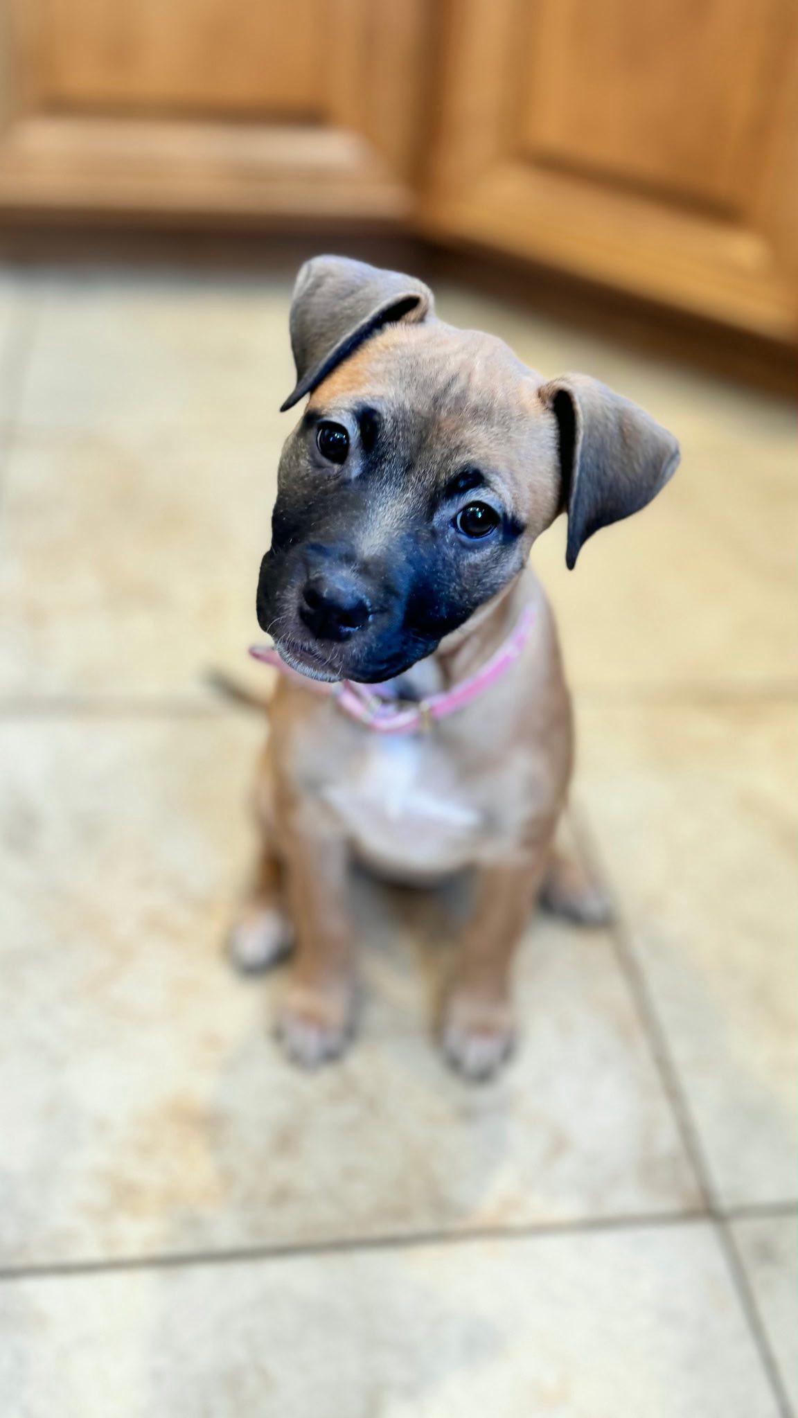 Enlarge Crunch, an adopted mixed breed in Riverdale, NJ image 2/6