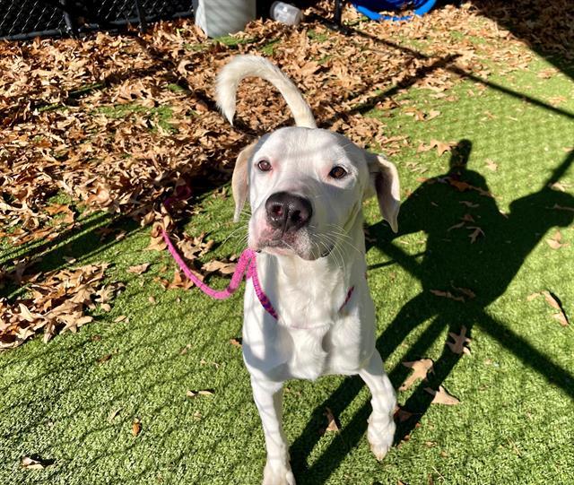 Enlarge GUMBY, a Adoptable American Bulldog in Clyde, NC image 1/1