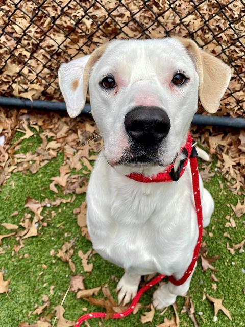 GUMBY, Adoptable, Adult Male American Bulldog.