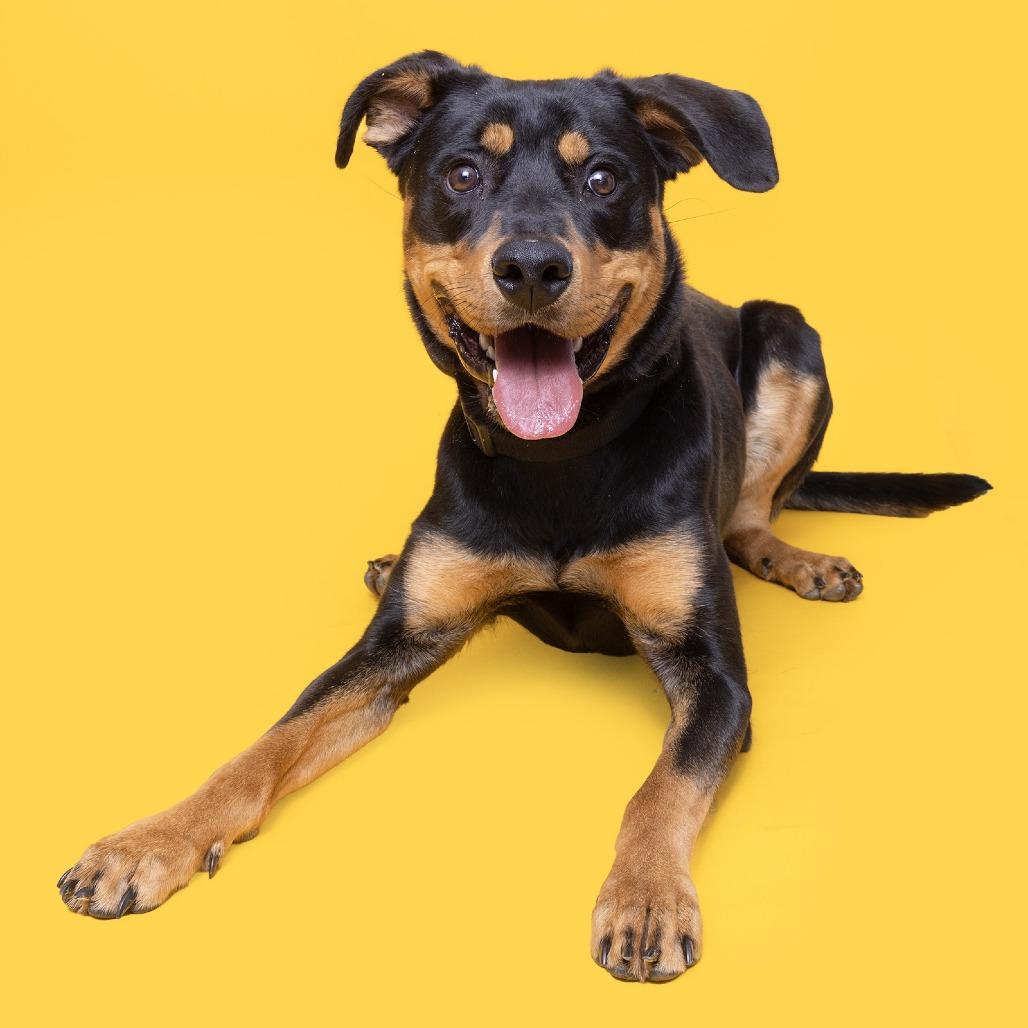 Enlarge Loki, a Adoptable mixed breed in Franklin, TN image 2/3