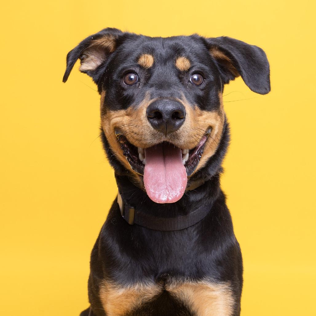 Enlarge Loki, a Adoptable mixed breed in Franklin, TN image 3/3