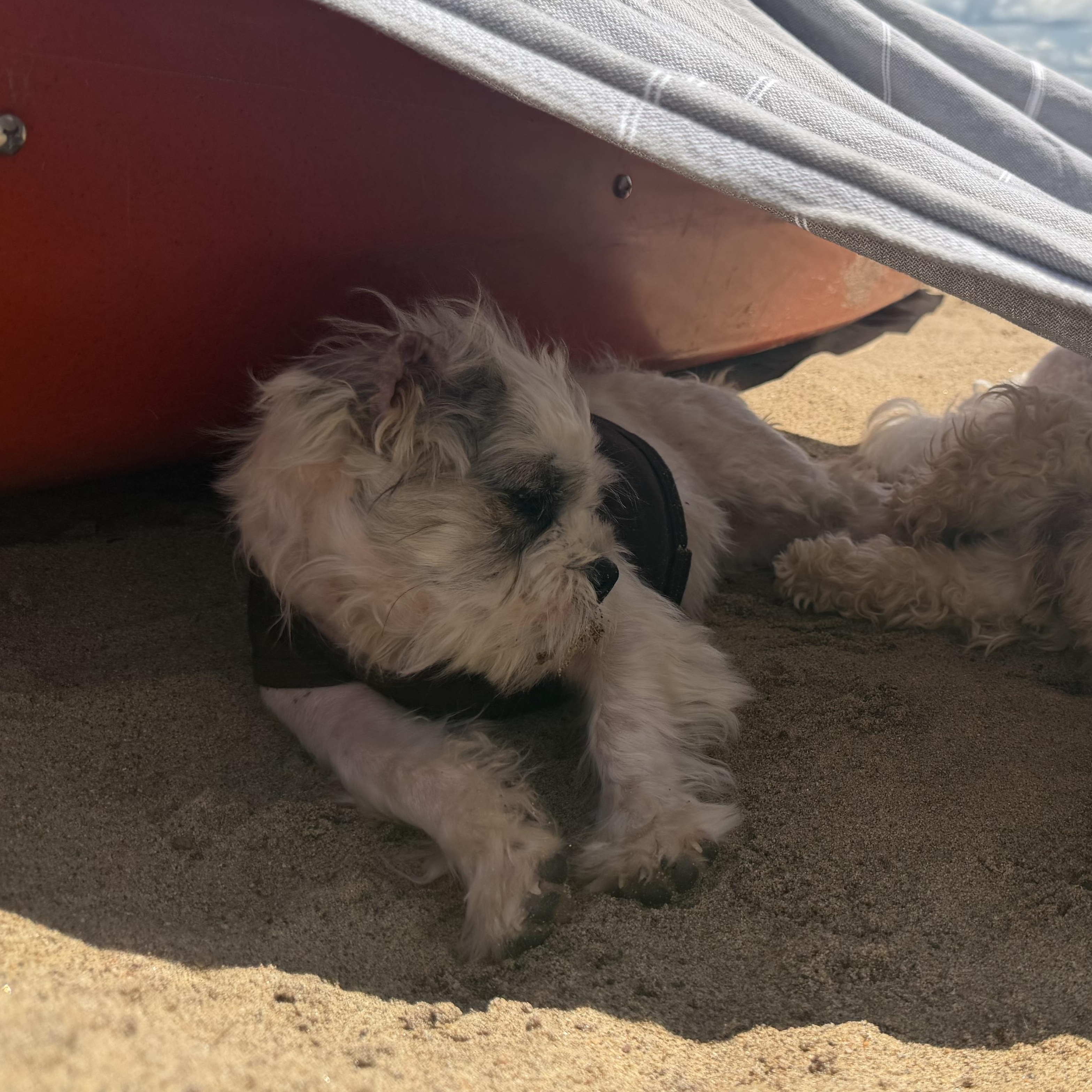 Soap, a ADOPTABLE mixed breed in Scarborough, ON image 5/6