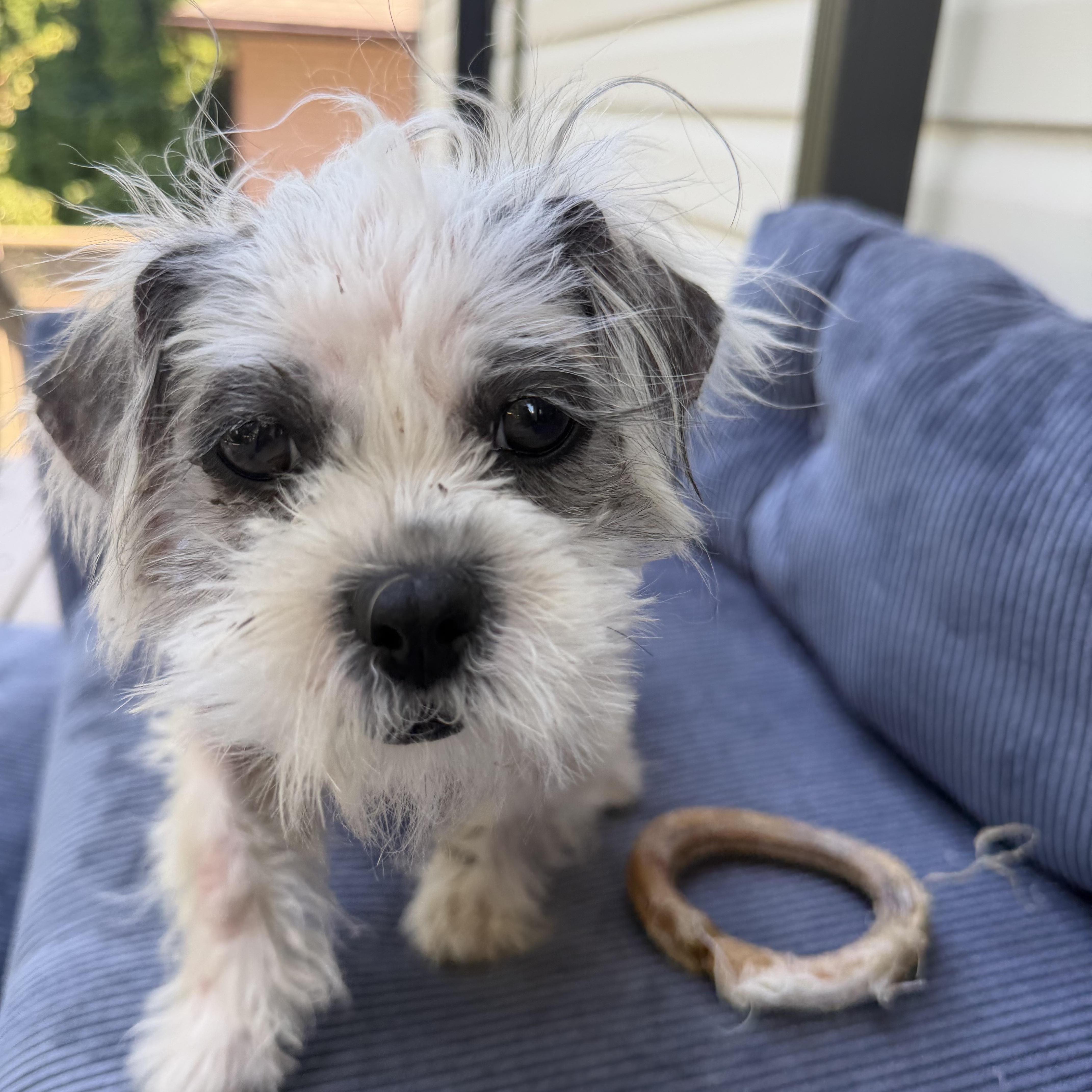 Soap, a ADOPTABLE mixed breed in Scarborough, ON image 2/6