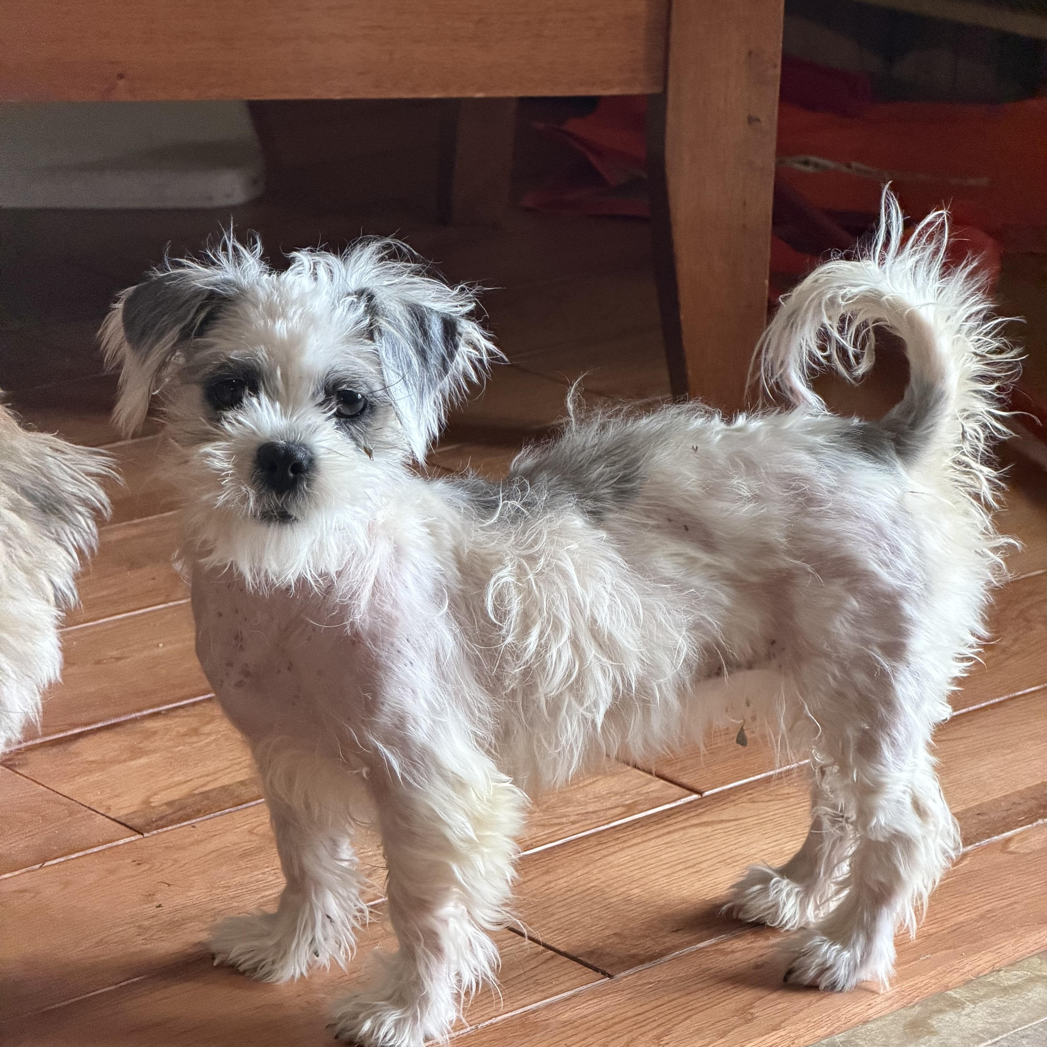 Soap, a ADOPTABLE mixed breed in Scarborough, ON image 1/6