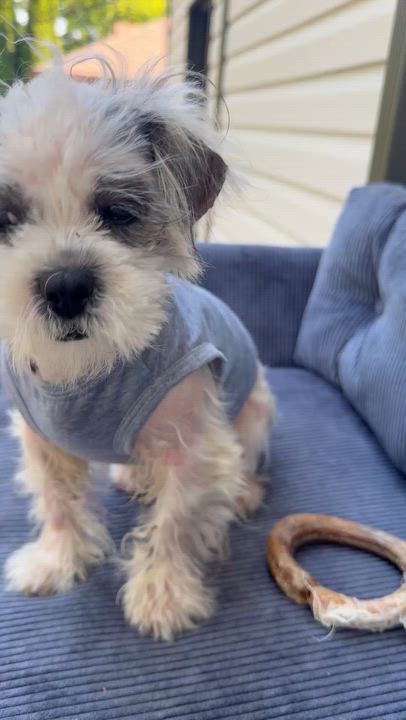 Enlarge Soap, a ADOPTABLE mixed breed in Scarborough, ON video 6/6