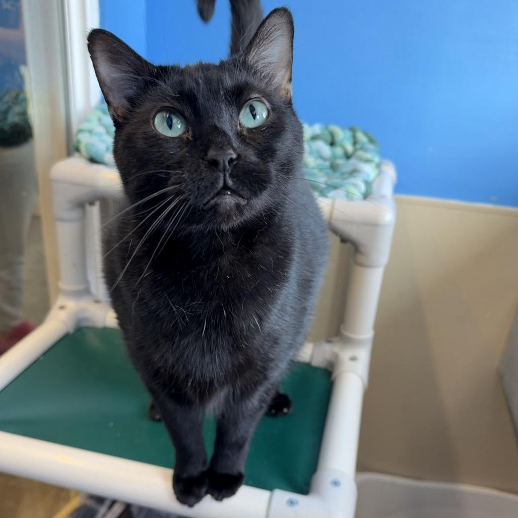 Enlarge Nitro, a Adoptable Domestic Short Hair in Mankato, MN image 1/3