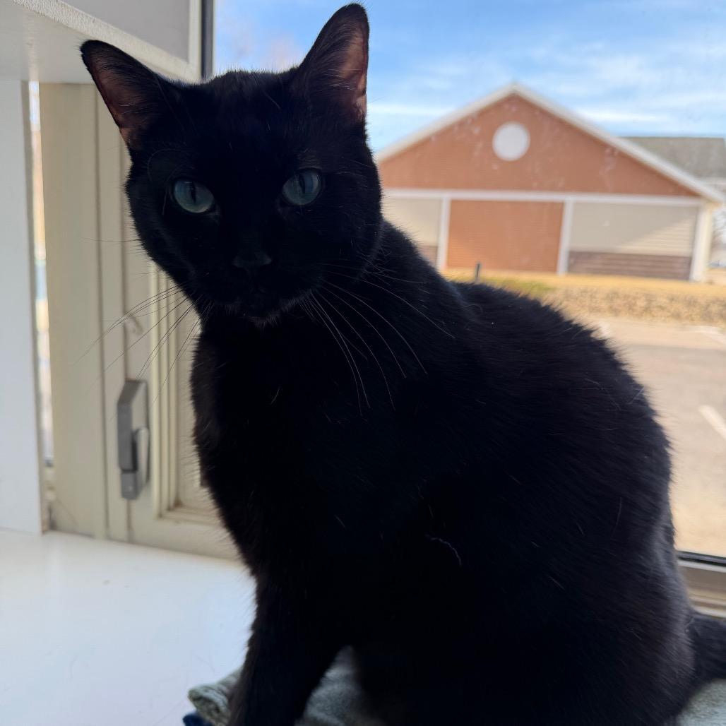 Enlarge Nitro, a Adoptable Domestic Short Hair in Mankato, MN image 2/3